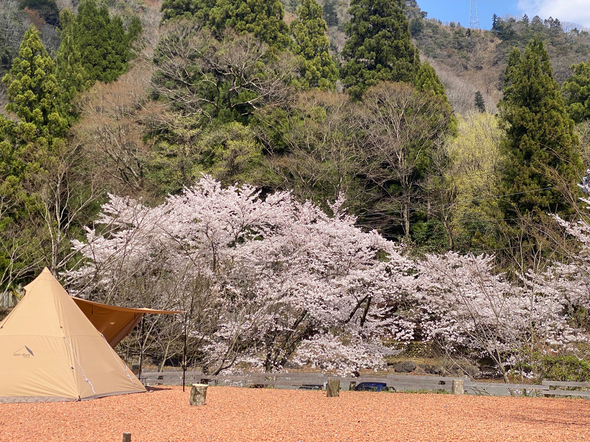 藤橋キャンピングベース周辺の桜が満開です（揖斐川町旧藤橋村杉原地区）