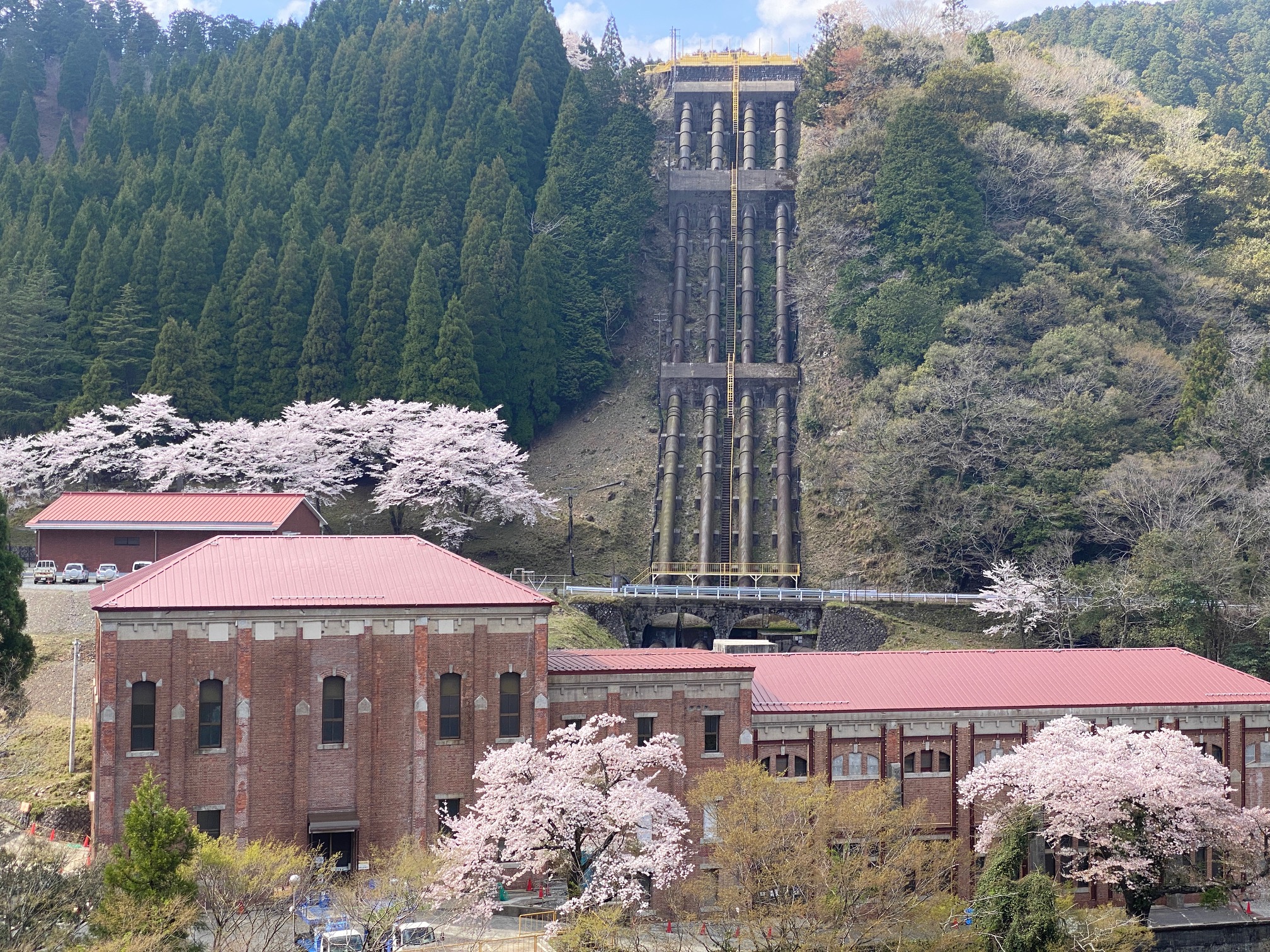 イビデン東横山発電所の桜並木が満開です